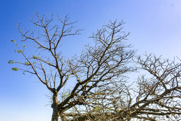 Paineira IMG_1601
