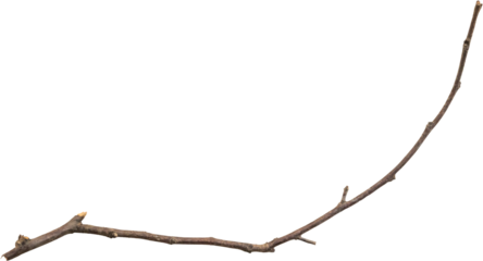 Dry tree branches isolated on white background