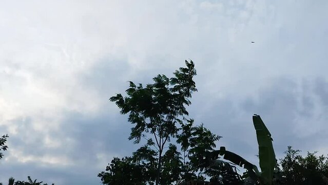 plants blowing in the wind with a view of the sky Jeungjing&nbsp;Paraserianthes falcataria or&nbsp;sea Sengon&nbsp;is the name of a type of&nbsp;wood-producing tree belonging to the&nbsp;Fabaceae tribe