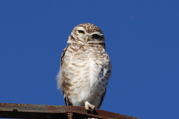 Viscachero owl observing from the top of a fence post. Prey animals. Raptors. Night birds. Animal. Wildlife.