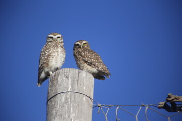 Pair of Viscachero owls observing from the top of a fence post. Prey animals. Raptors. Night birds. Athene cunicularia.
