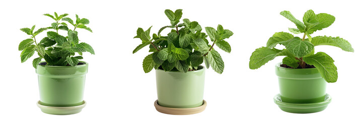 set of mint plant in a bright green pot isolated on transparent background