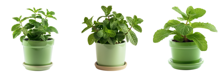 set of mint plant in a bright green pot isolated on transparent background