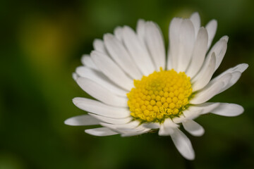Close-up of the center of a daisy flower.