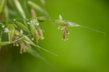 Pistil and feather scar of oat grass.