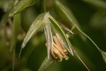 Pistil and feather scar of oat grass.