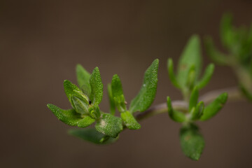 Close-up of fresh green leaves of motherwort.
