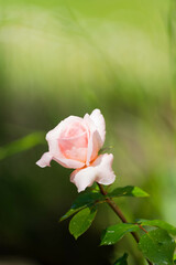 Blume