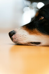 Hund
