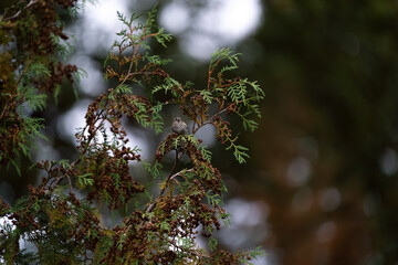 Vogel