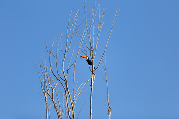 Um tucano empoleirado em um galho com céu azul ao fundo.