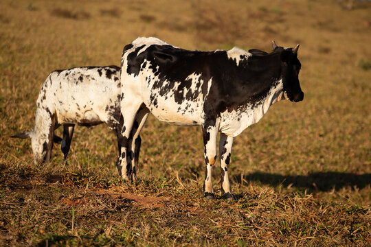 Uma vaca malhada com seu bezerro em um pasto seco.|