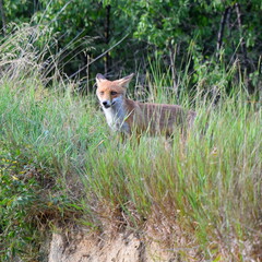 Watching a fox from the distance in wilderness.