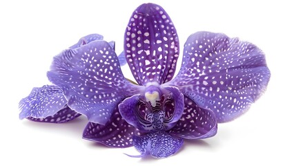 Stunning Purple Orchid Flower with Patterned Petals in Closeup