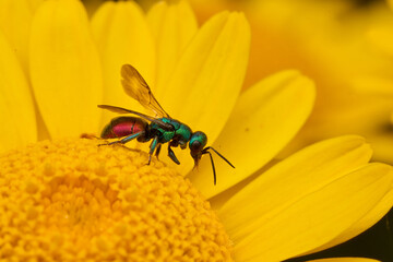 Goldwespe