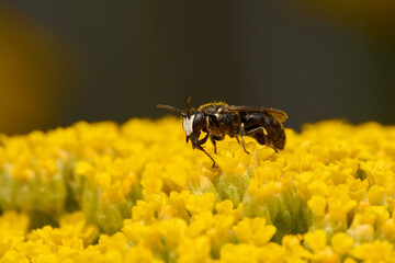 Rainfarn-Maskenbiene