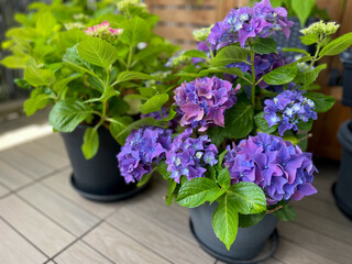 Beautiful blooming vibrant purple blue Hydrangea flowers in decorative flower pots in balcony terrace garden in spring summer time close up	
