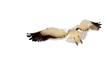 Seagull with open wings on a transparent background.