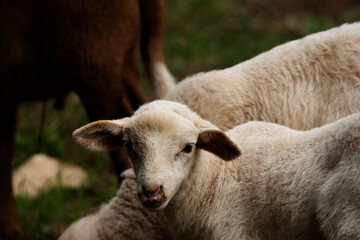 typical lambs in Menorca grazing on green grass