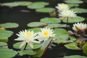 White Water Lily (Nymphaea alba), a graceful aquatic plant, adorns ponds and water gardens with its...