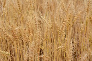 pattern of wheat field with wheat ears close up