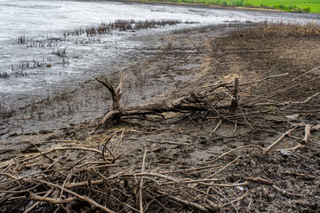 dry trees and various garbage remains on the edge of the dried lake