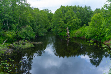 Obraz premium Serene Forest River Scene with Lush Greenery and Reflections. Peaceful Natural Landscape with Calm Waters and Dense Vegetation.