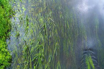 Lush Green Aquatic Plants Flourishing in the Clear Flowing Waters of a River