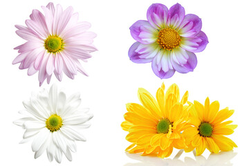 flowers isolated on white Background