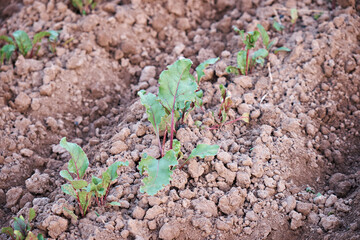 Beet root leaf. Fresh green leaves of beets or root crops of seedlings. A row of green young beetroot leaves growing in an organic farm. Close-up of beetroot leaves. View from above