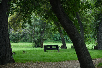 Bench Field Trees Lawn Green Peaceful Tranquil