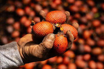 aguaje or buruti, Amazon fruit, aguaje in the ground that is harvested in the Amazon jungle, this...