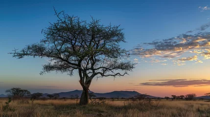 Papier peint photo  Acacia tree with leafless branch contrasting the evening sky  © The 2R Artificiality