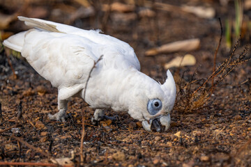 Little corella cockatoo, Northern Territory, Australia © Nadine Wagner