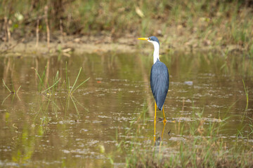 Pied heron, Northern Territory, Australia