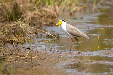 Masked lapwing, Northern Territory, Australia