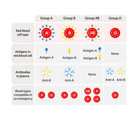 Abo Blood Group Concept Design. Blood donation, ABO Blood groups. four blood types, A,B, AB and O groups, made up from combinations of the type A and type B antigens. Vector Illustration.