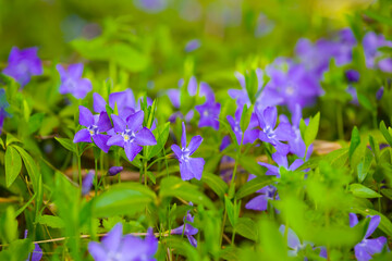 closeup violet wild flowers in green grass
