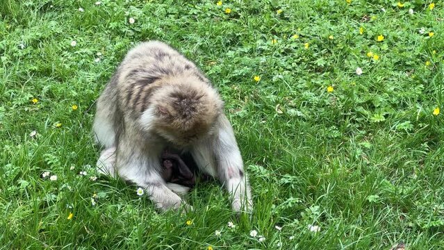 Berberaffe mit Jungtier auf einer Wiese im Zoo in den Niederlanden