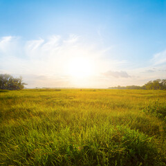 Fototapeta premium green prairie at the sunset