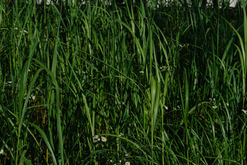 Fototapeta premium Lush green grass with small white flowers