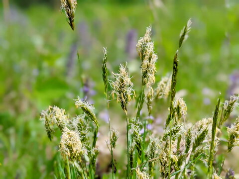 Wild grass - anthoxanthum (lat. Anthoxanthum odoratum)