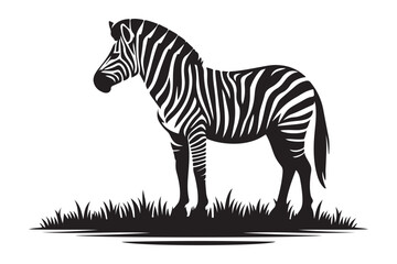 Vector zebras on white isolated graphical illustration