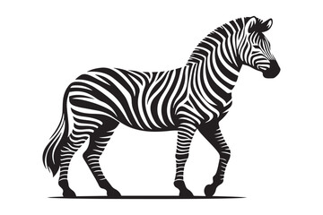 Vector zebras on white isolated graphical illustration