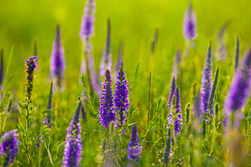 closeup wild violet flowers in summer prairie