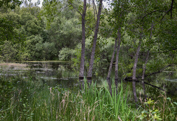 Lagoon. Within a lush forest there is a lagoon with an ecosystem of fauna and flora. It is in Boiro (Spain)