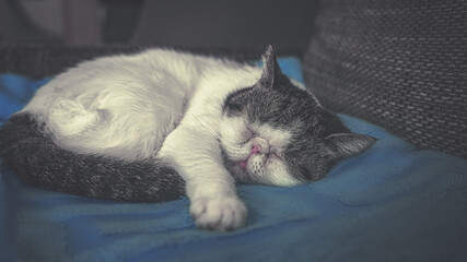 White cat Snoopy sleeps on a large sofa and a blue blanket