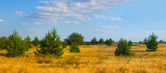 summer prairie with fir trees under cloudy sky, summer outdoor landscape