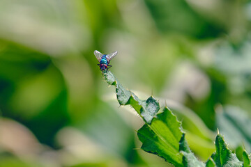 Green bottlefly rests on a green leaf