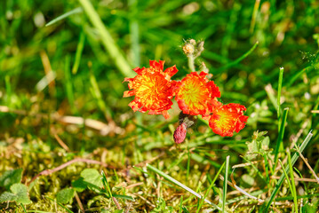 Three open orange hawkweed flowers during a spring evening